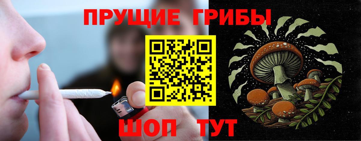 Галлюциногенные грибы Psilocybine cubensis Находка